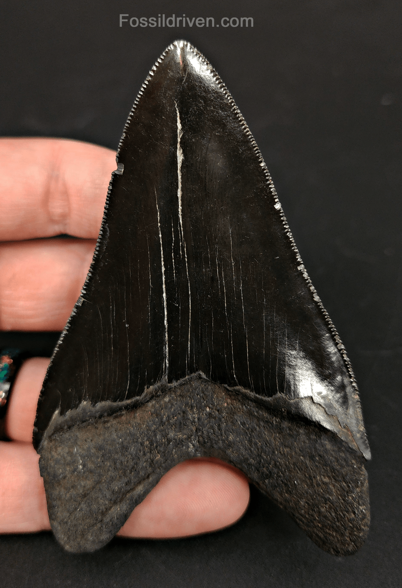 High - Quality 4.00" Megalodon Tooth - South Carolina - Real Fossil Shark Tooth - Fossil Driven