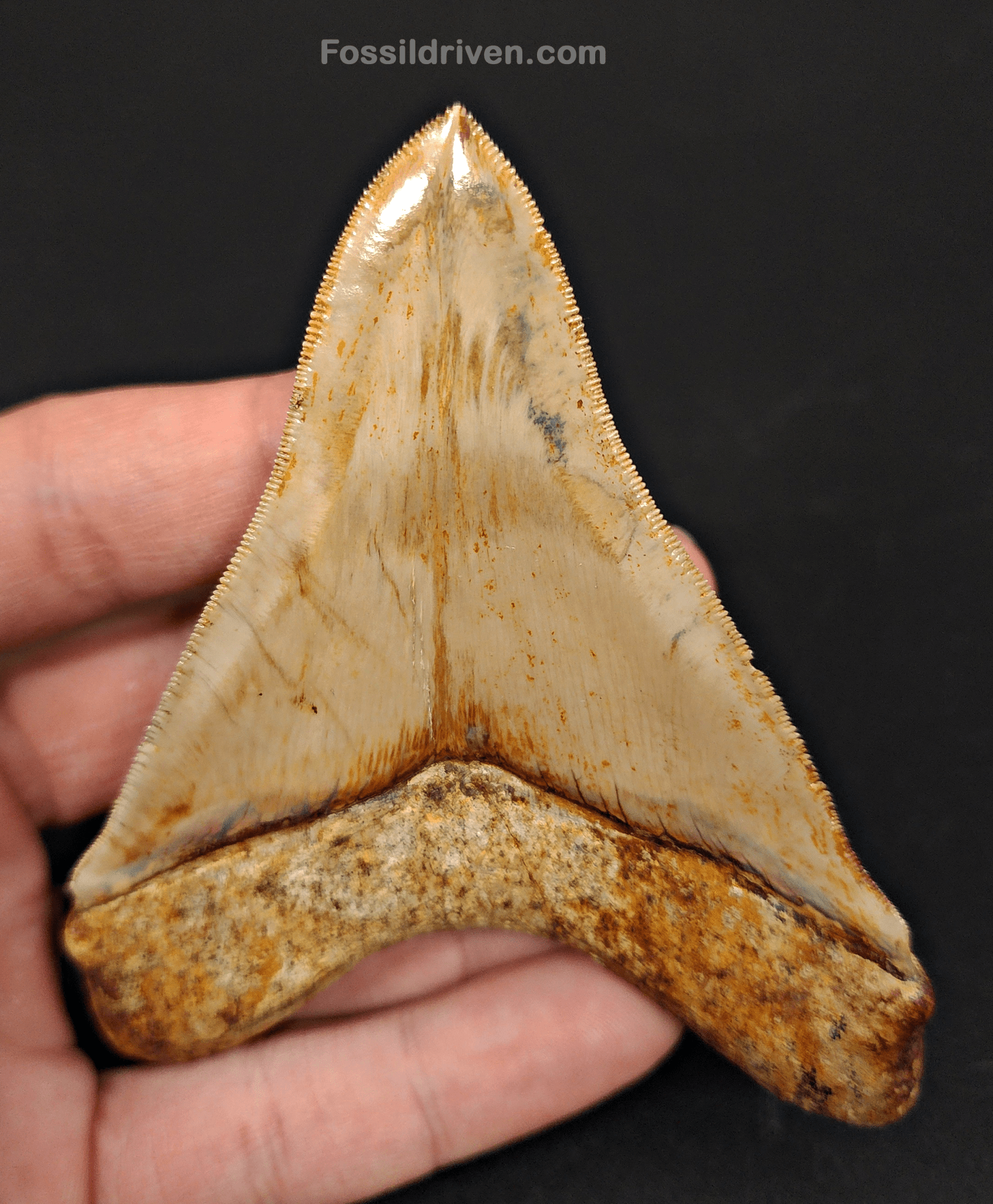 High Quality, 4.04" Fossil Megalodon Tooth - Indonesia - Fossil Driven