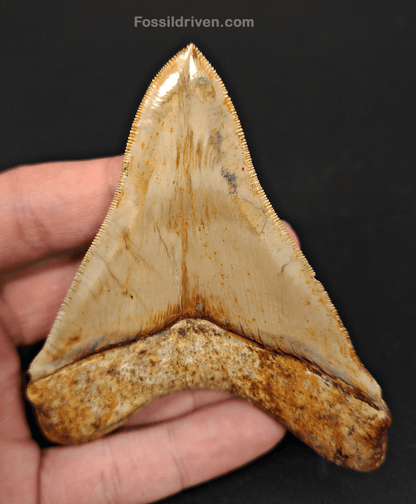 High Quality, 4.04" Fossil Megalodon Tooth - Indonesia - Fossil Driven