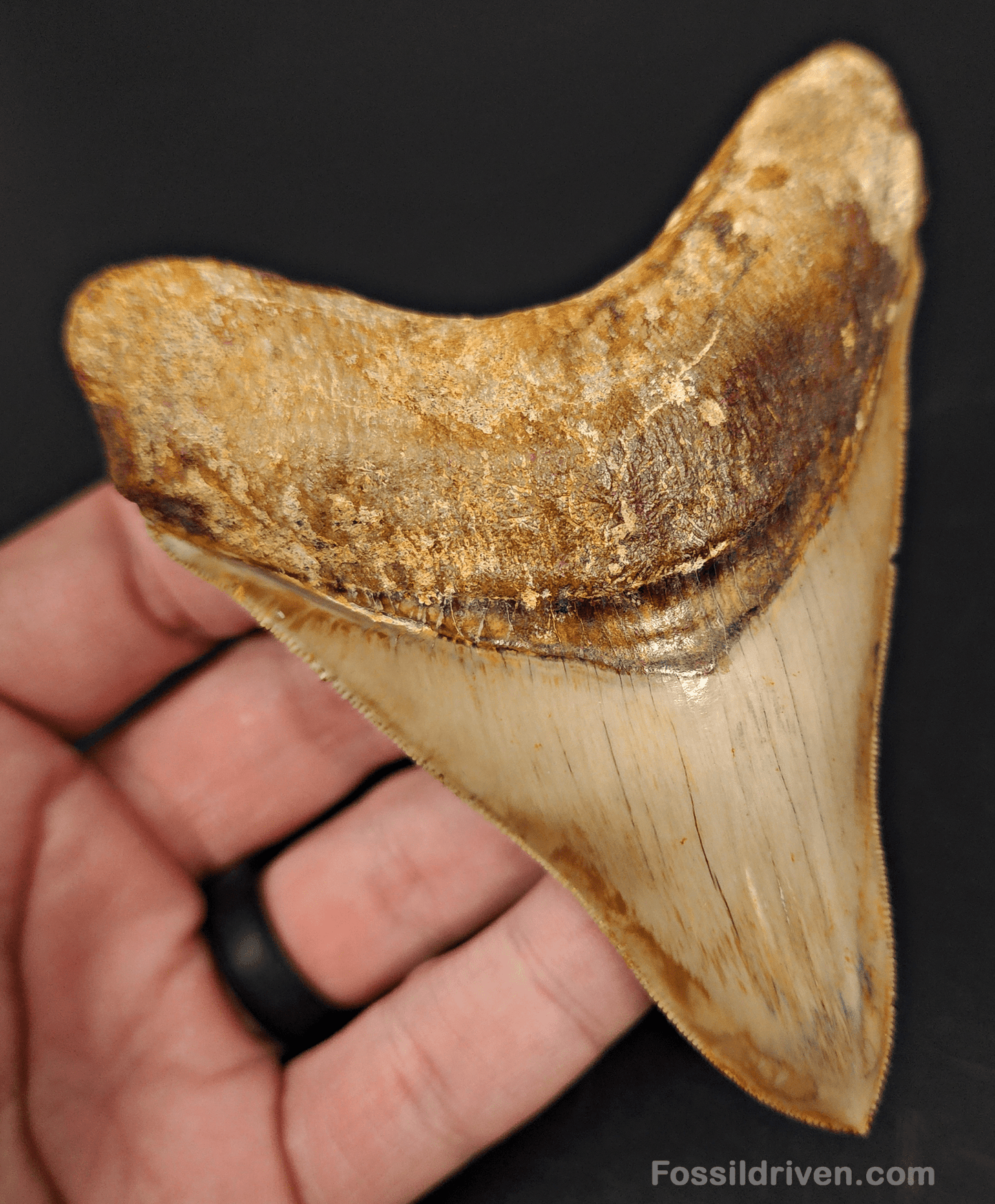 High Quality, 4.04" Fossil Megalodon Tooth - Indonesia - Fossil Driven