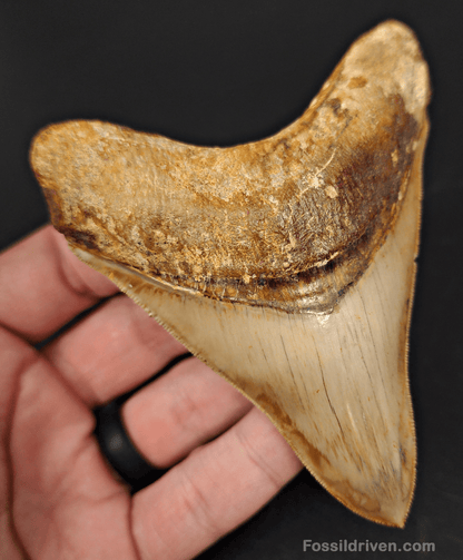 High Quality, 4.04" Fossil Megalodon Tooth - Indonesia - Fossil Driven