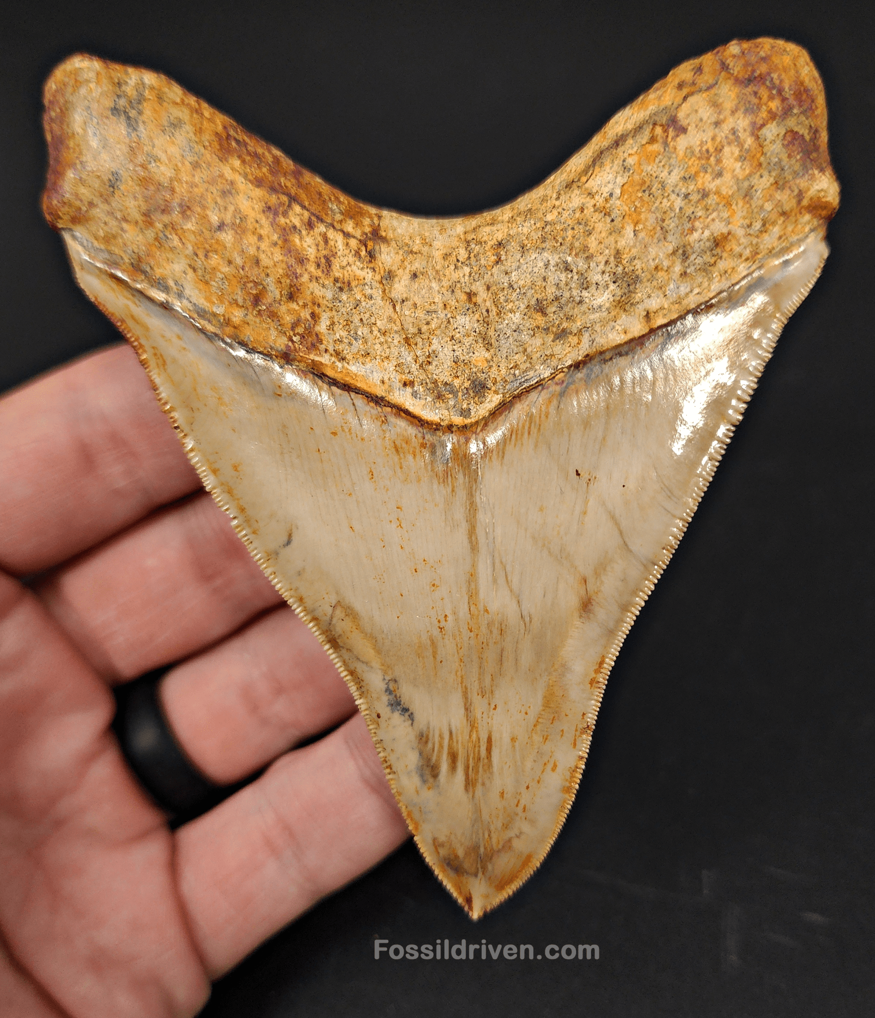 High Quality, 4.04" Fossil Megalodon Tooth - Indonesia - Fossil Driven