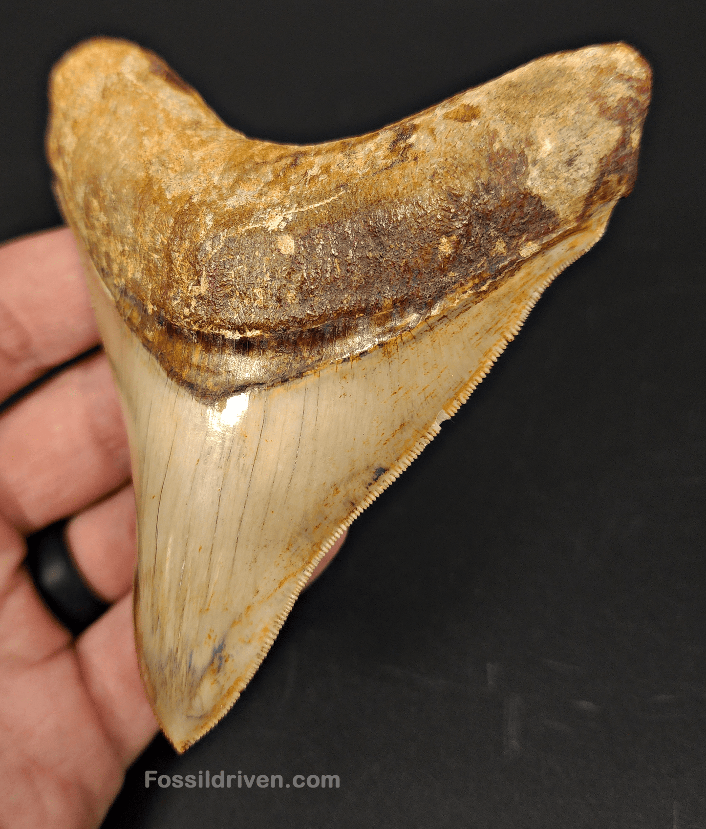 High Quality, 4.04" Fossil Megalodon Tooth - Indonesia - Fossil Driven