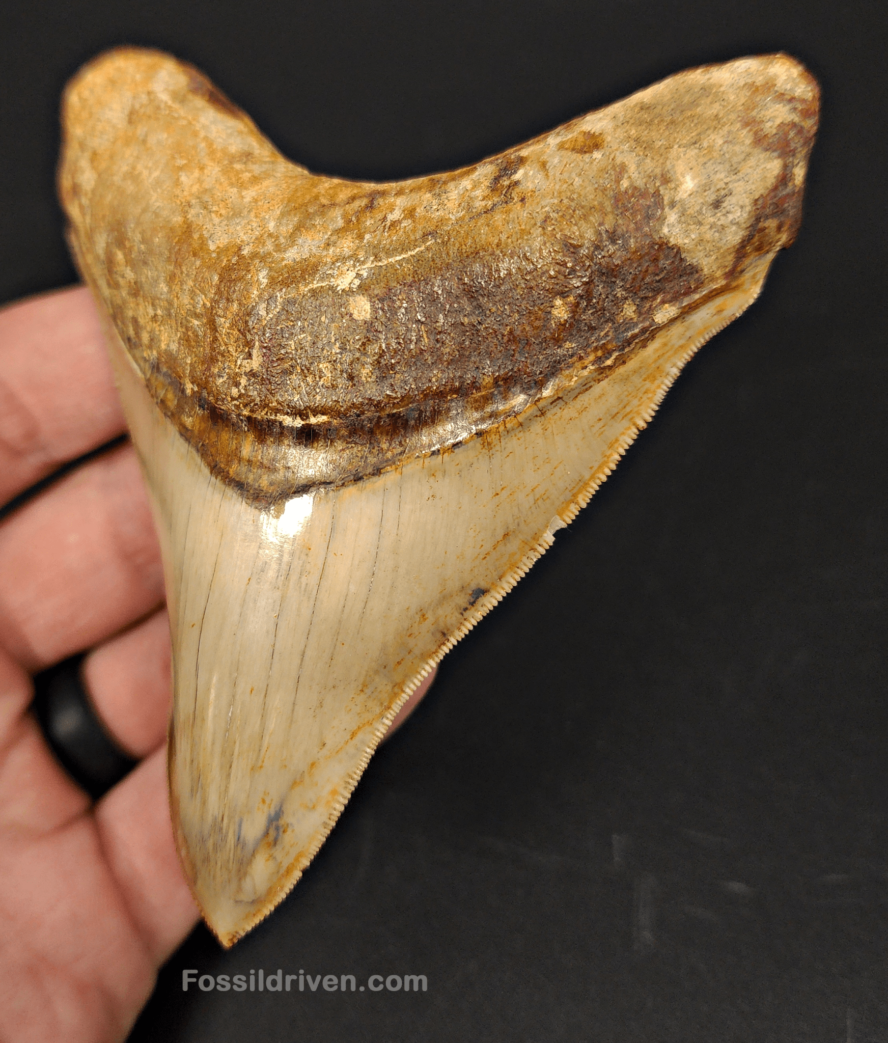 High Quality, 4.04" Fossil Megalodon Tooth - Indonesia - Fossil Driven