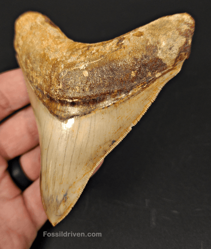 High Quality, 4.04" Fossil Megalodon Tooth - Indonesia - Fossil Driven