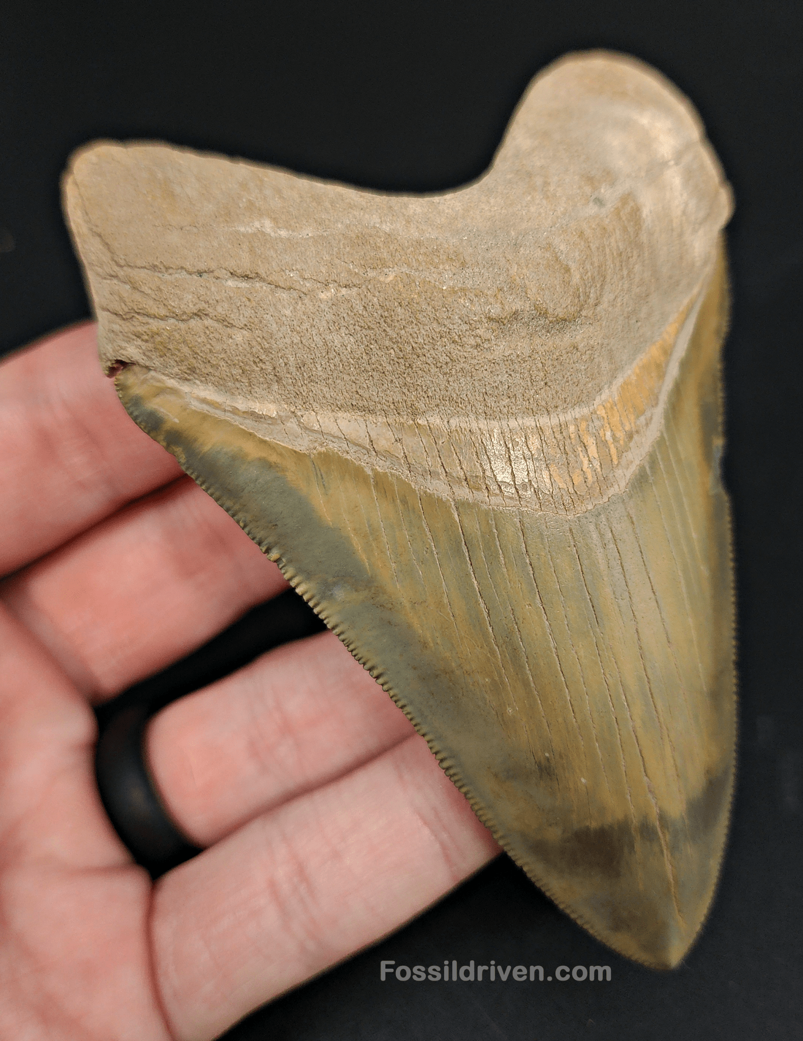 High Quality, 4.14" Fossil Megalodon Tooth - Bone Valley, Florida - Fossil Driven