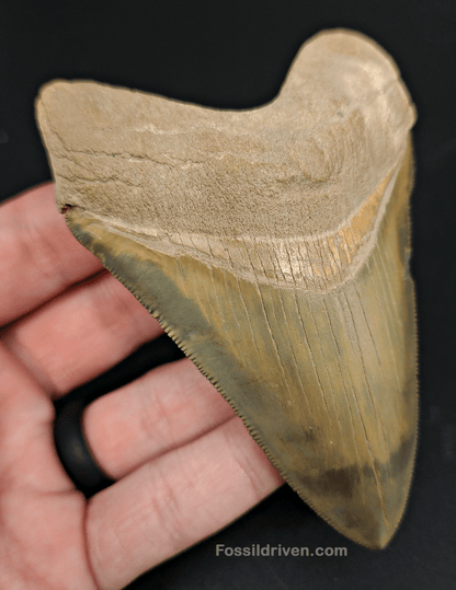 High Quality, 4.14" Fossil Megalodon Tooth - Bone Valley, Florida - Fossil Driven