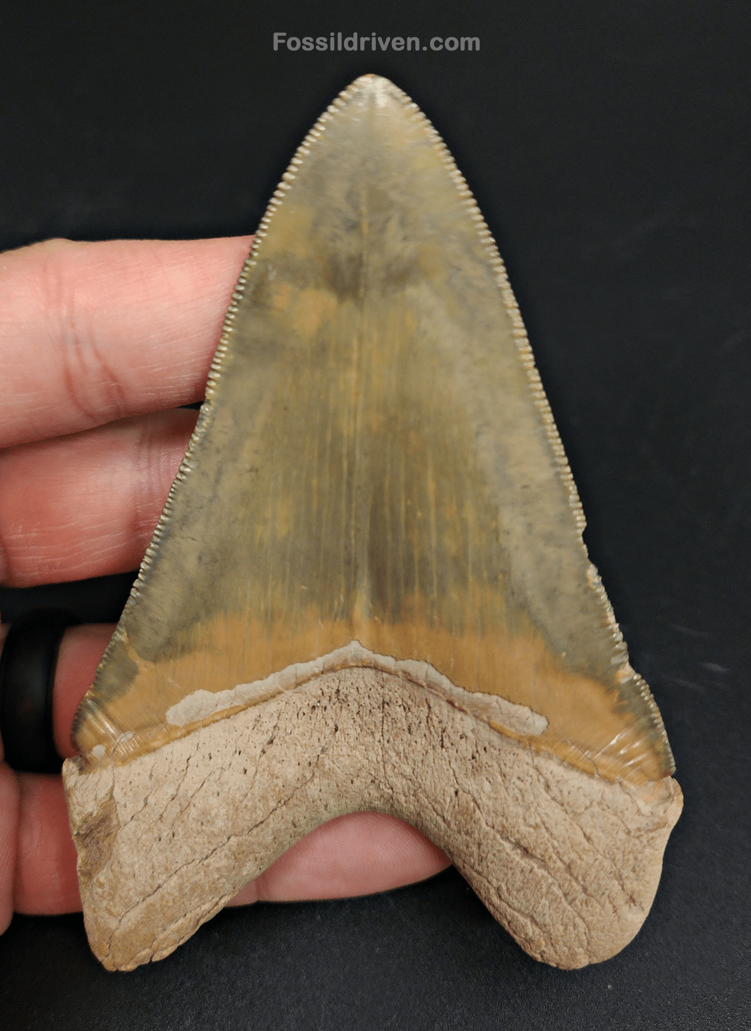 High Quality, 4.14" Fossil Megalodon Tooth - Bone Valley, Florida - Fossil Driven