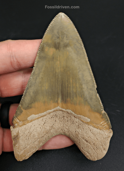 High Quality, 4.14" Fossil Megalodon Tooth - Bone Valley, Florida - Fossil Driven