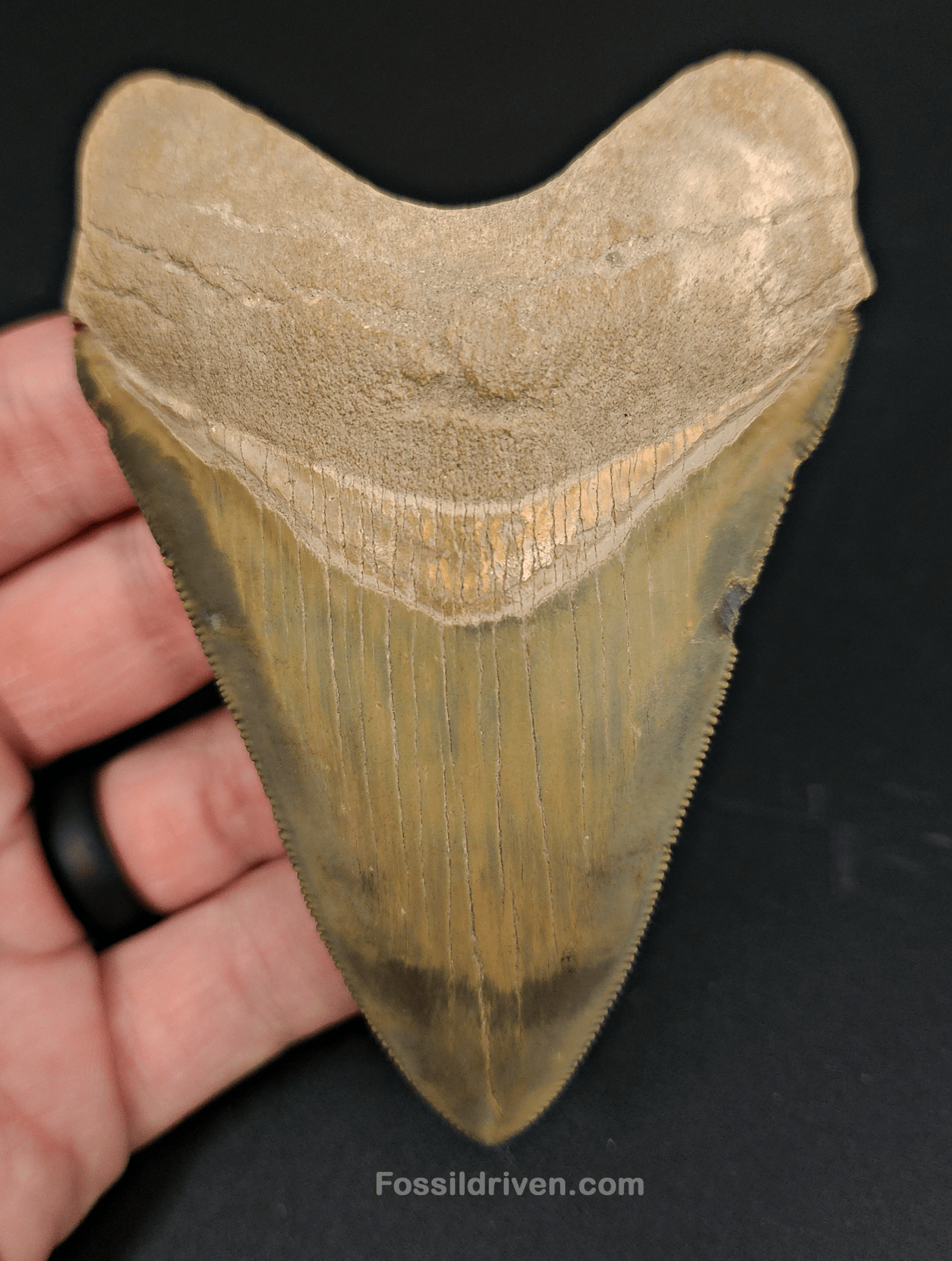 High Quality, 4.14" Fossil Megalodon Tooth - Bone Valley, Florida - Fossil Driven