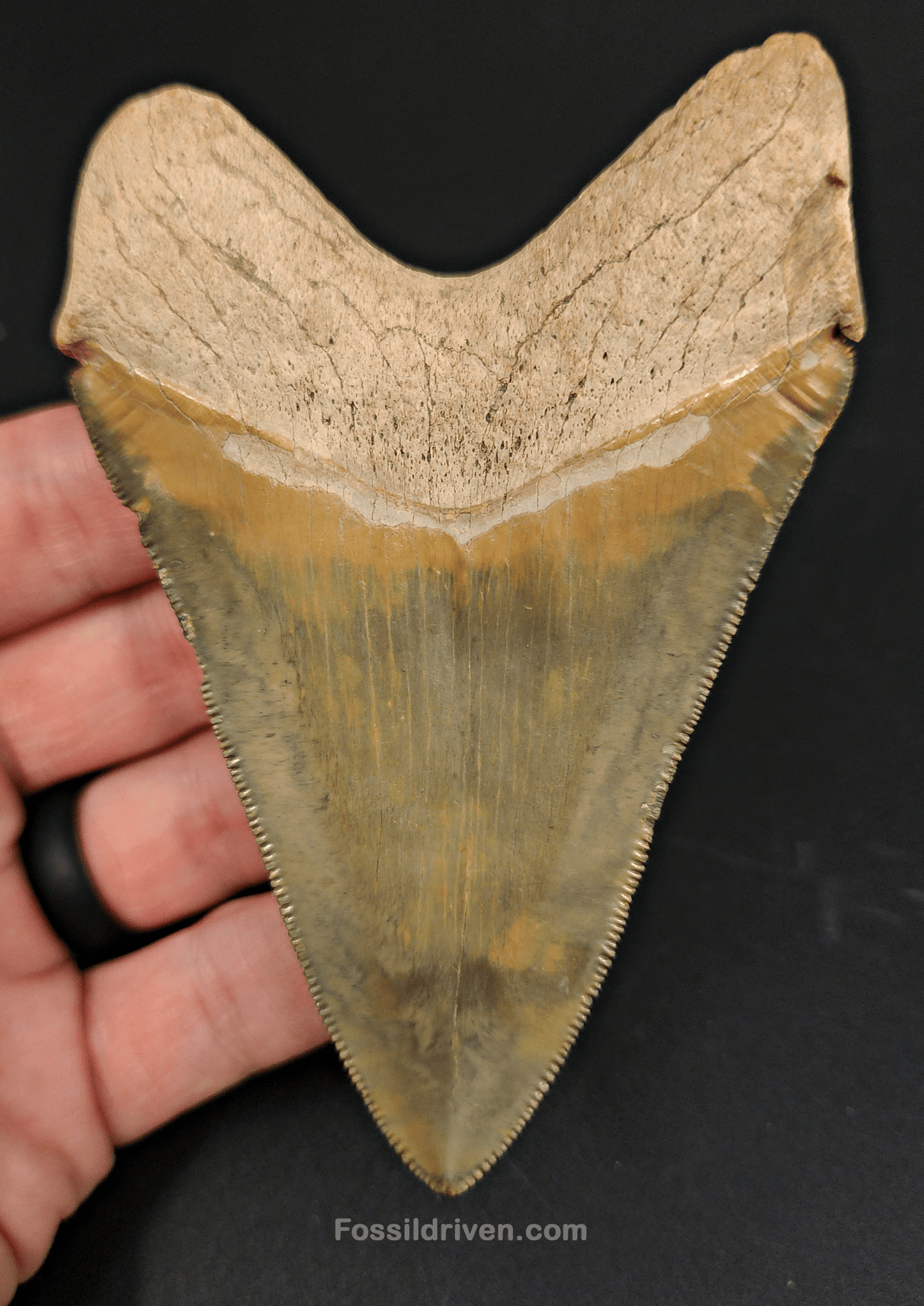 High Quality, 4.14" Fossil Megalodon Tooth - Bone Valley, Florida - Fossil Driven