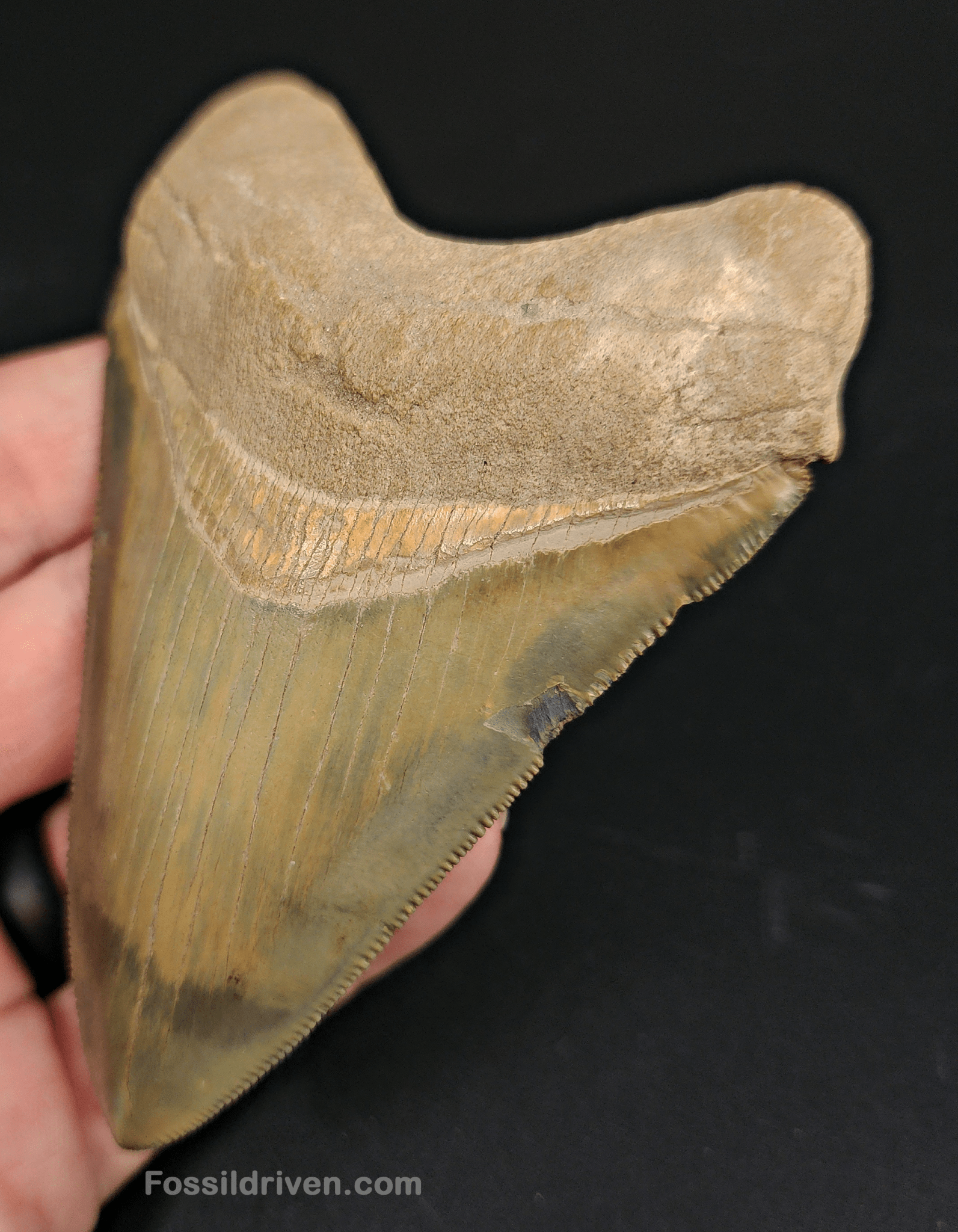 High Quality, 4.14" Fossil Megalodon Tooth - Bone Valley, Florida - Fossil Driven