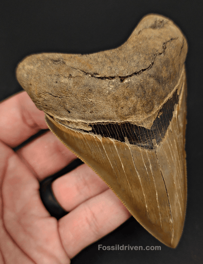 High Quality, 4.15" Fossil Megalodon Tooth - Georgia - Fossil Driven