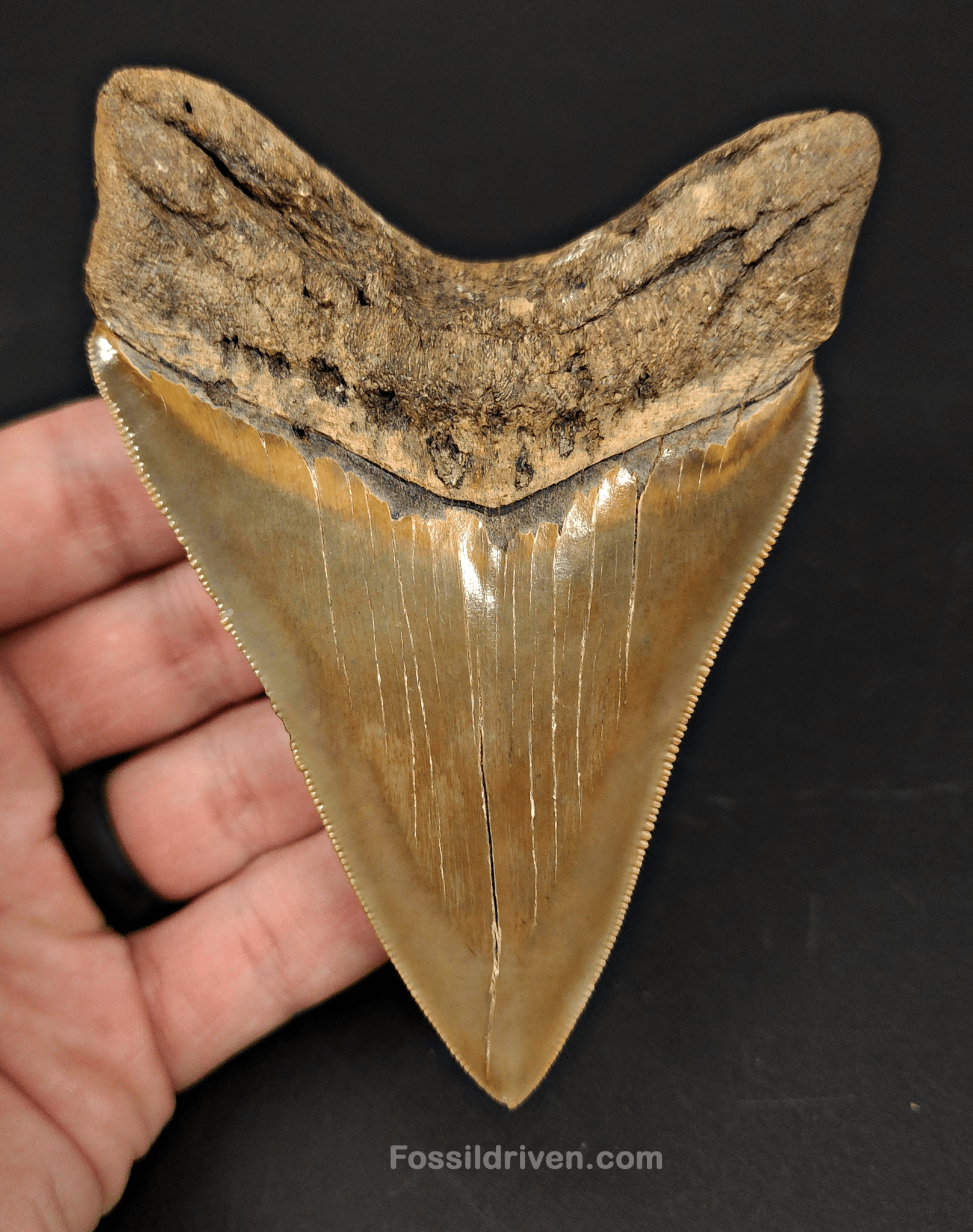 High Quality, 4.15" Fossil Megalodon Tooth - Georgia - Fossil Driven