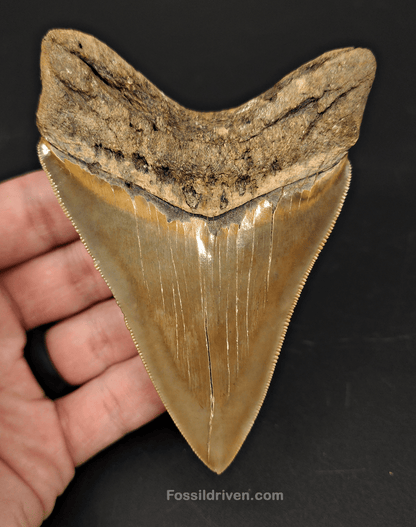 High Quality, 4.15" Fossil Megalodon Tooth - Georgia - Fossil Driven