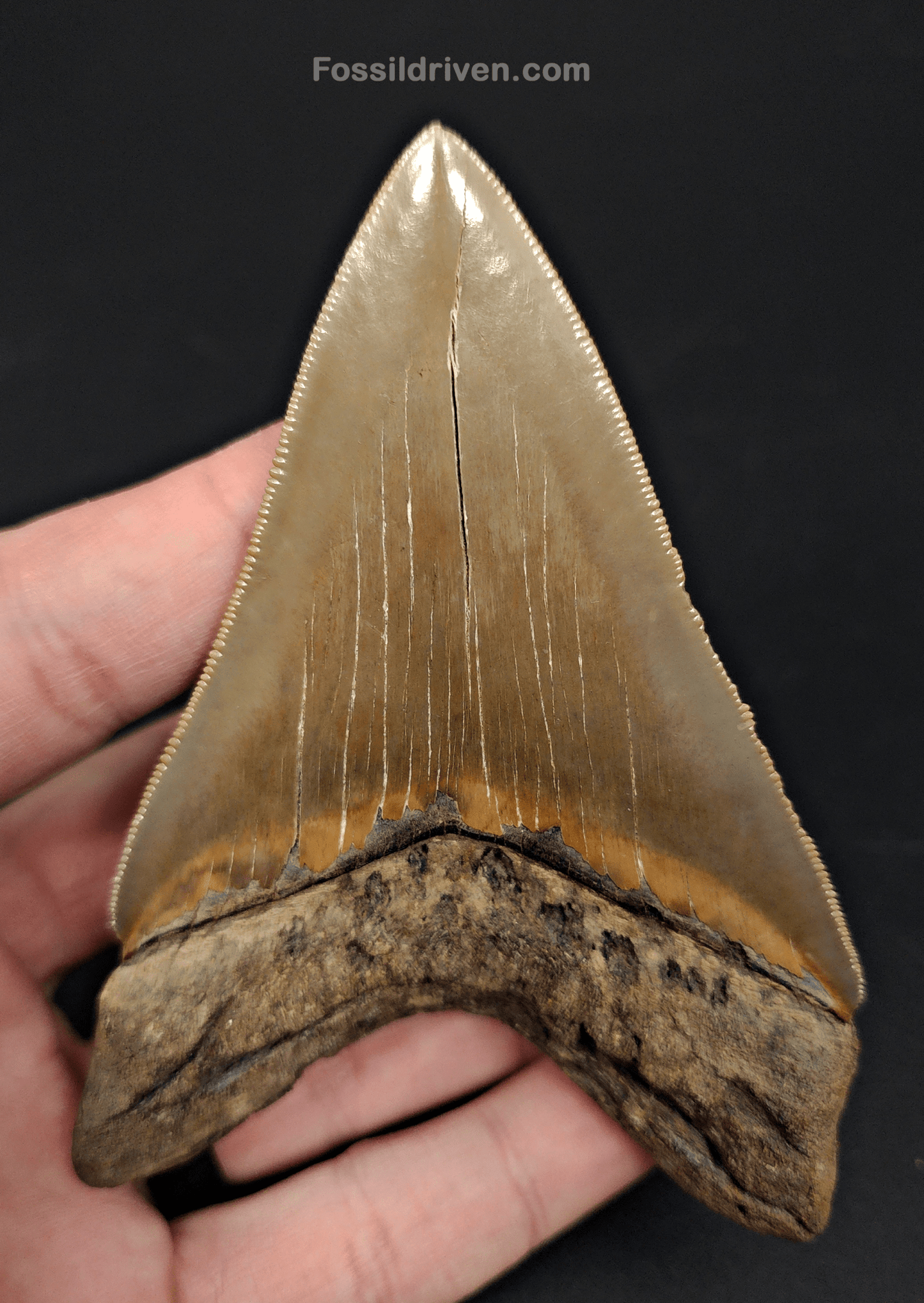 High Quality, 4.15" Fossil Megalodon Tooth - Georgia - Fossil Driven