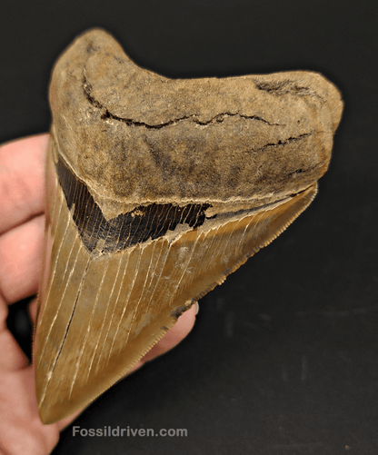 High Quality, 4.15" Fossil Megalodon Tooth - Georgia - Fossil Driven