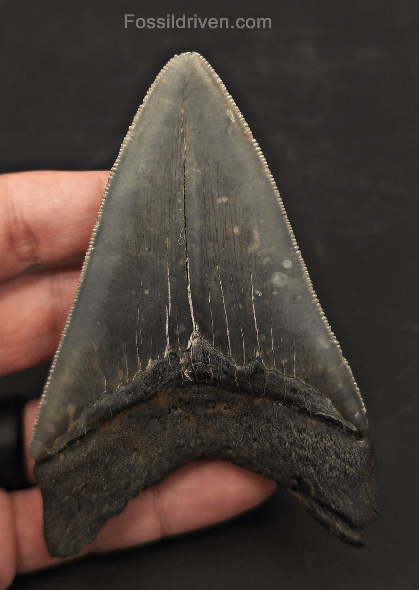High-Quality, 4.19" Fossil Megalodon Tooth - Charleston, South Carolina - Fossil Driven