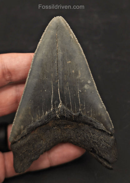 High-Quality, 4.19" Fossil Megalodon Tooth - Charleston, South Carolina - Fossil Driven