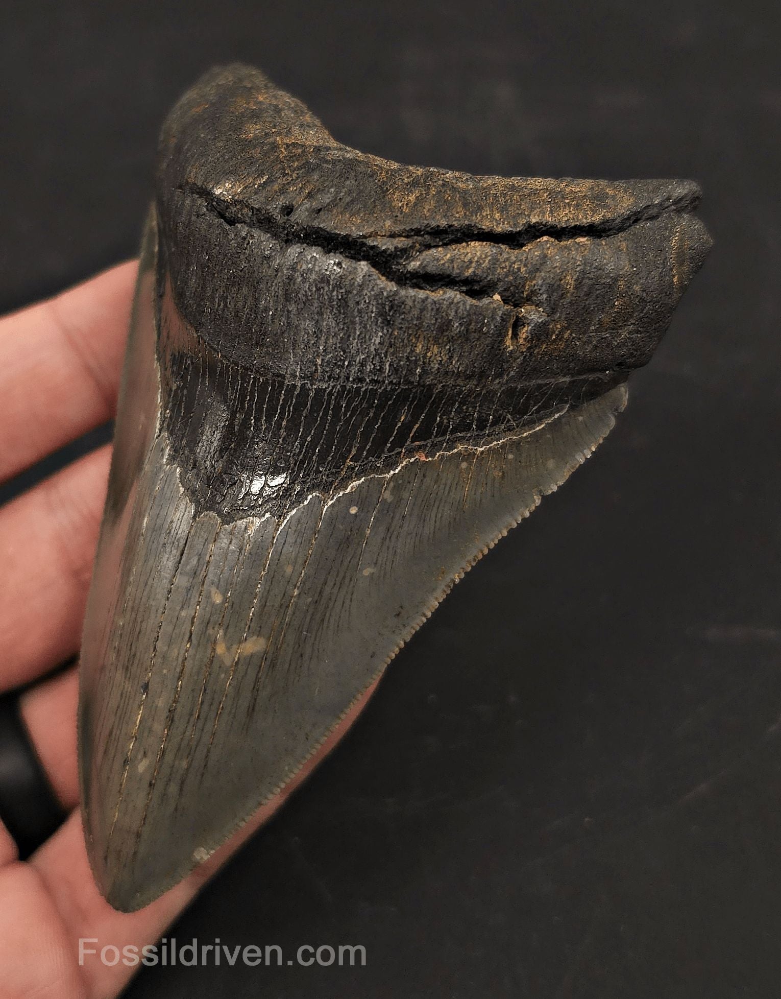 High-Quality, 4.19" Fossil Megalodon Tooth - Charleston, South Carolina - Fossil Driven