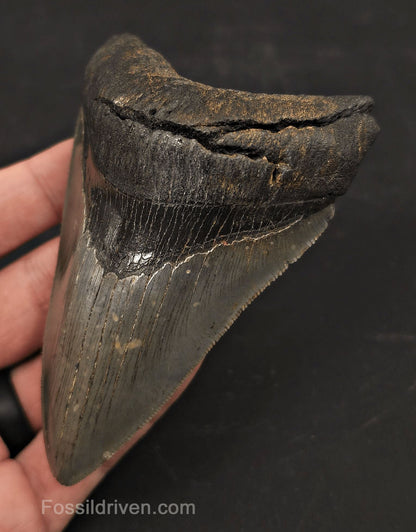 High-Quality, 4.19" Fossil Megalodon Tooth - Charleston, South Carolina - Fossil Driven