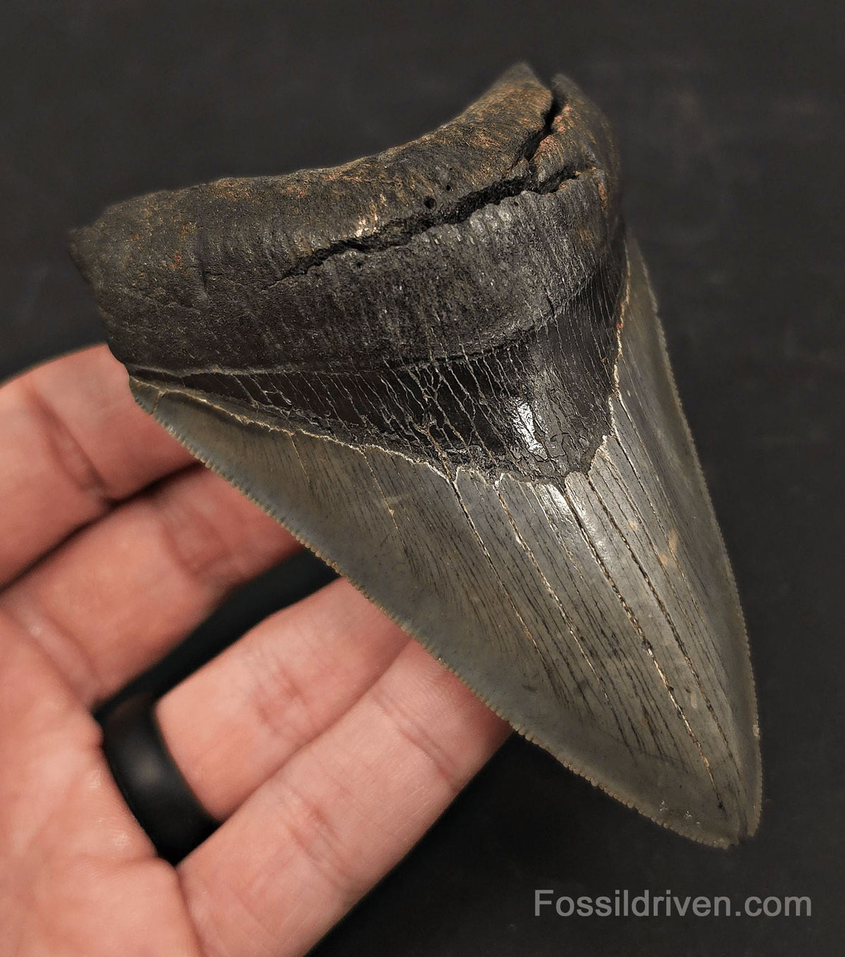 High-Quality, 4.19" Fossil Megalodon Tooth - Charleston, South Carolina - Fossil Driven