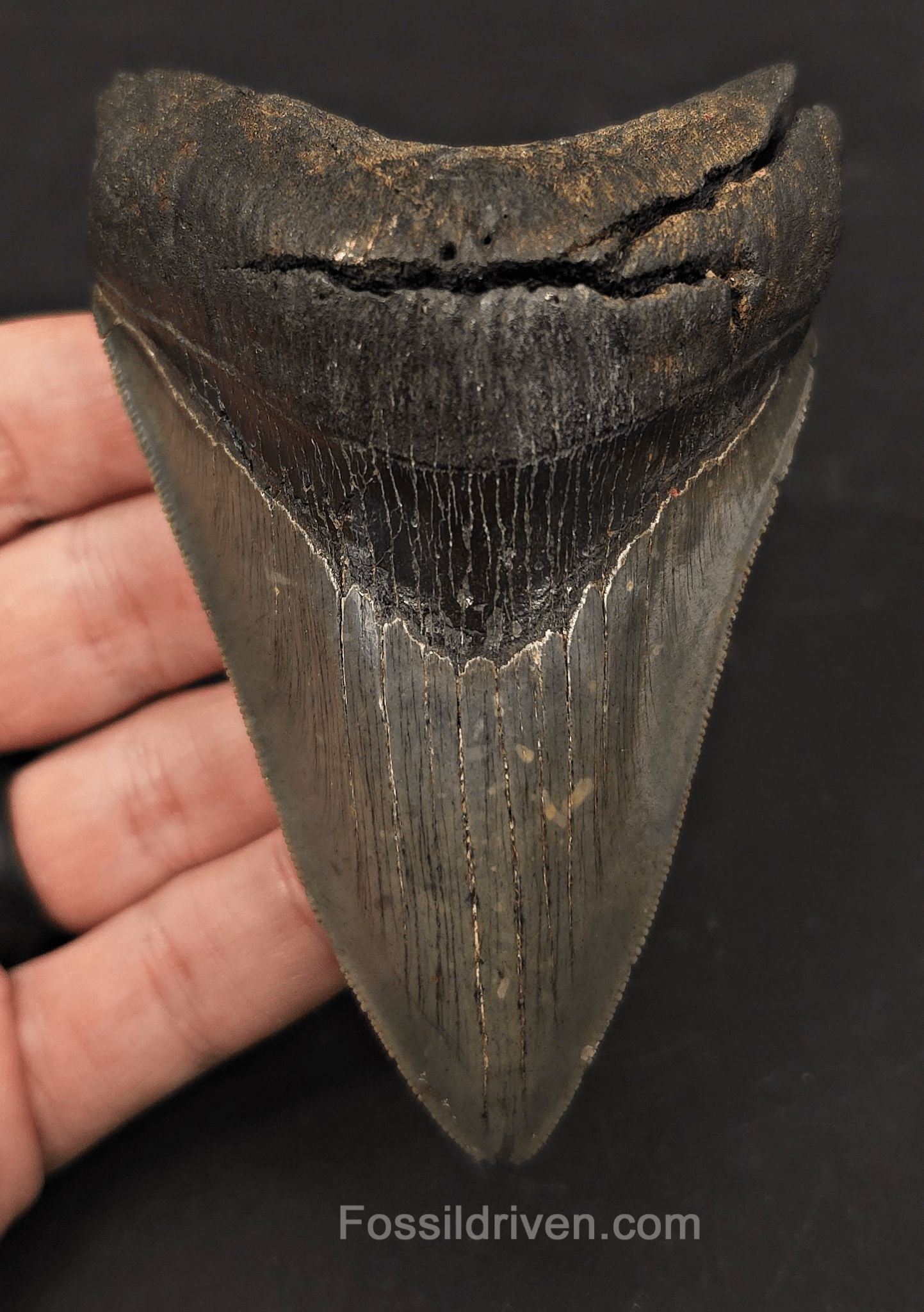 High-Quality, 4.19" Fossil Megalodon Tooth - Charleston, South Carolina - Fossil Driven