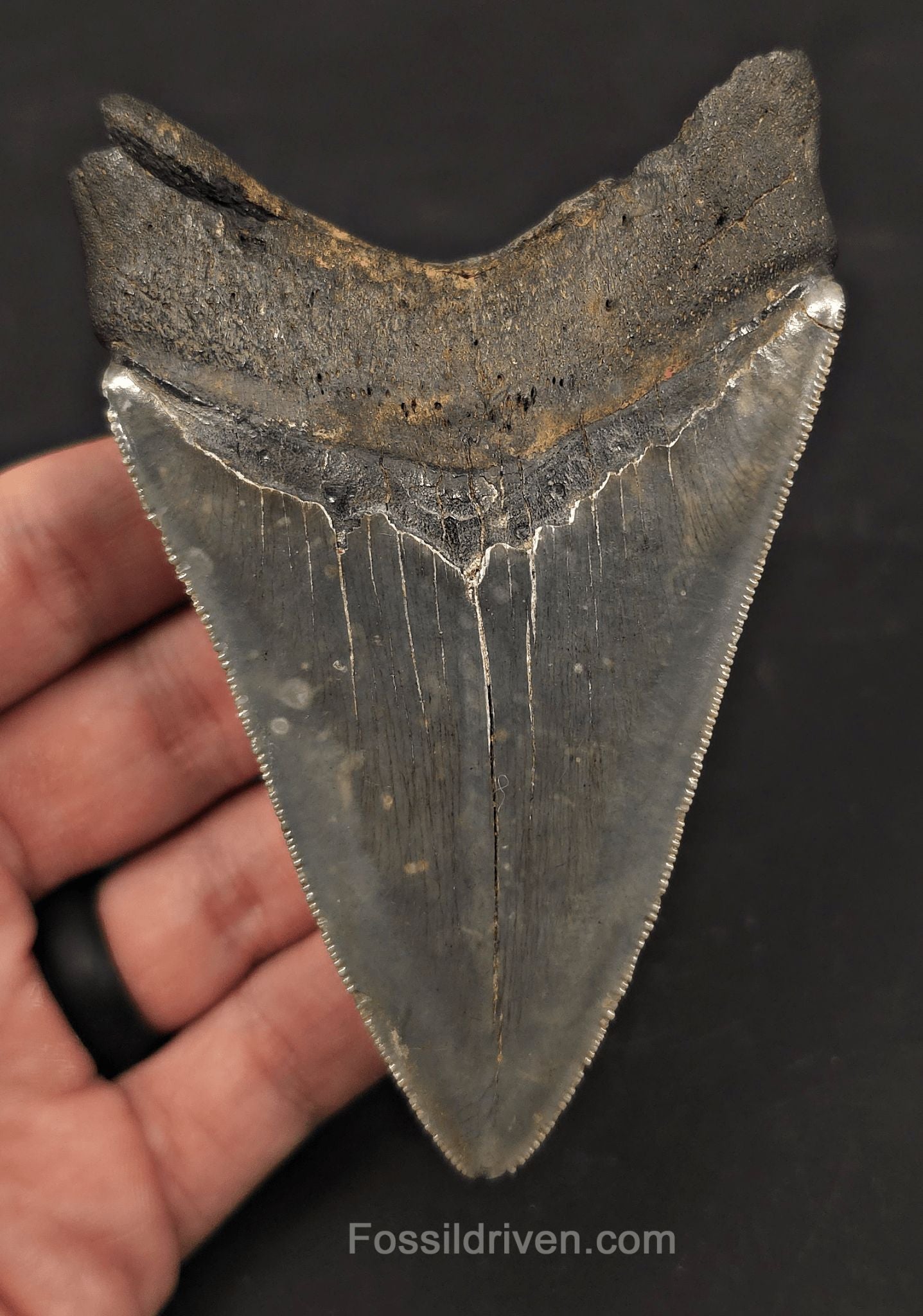 High-Quality, 4.19" Fossil Megalodon Tooth - Charleston, South Carolina - Fossil Driven