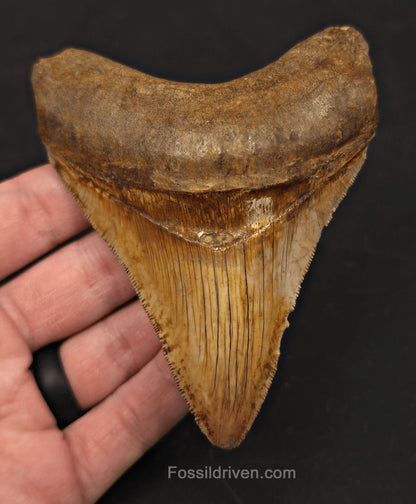 High-Quality, 4.22" Fossil Megalodon Tooth - Java, Indonesia - Fossil Driven