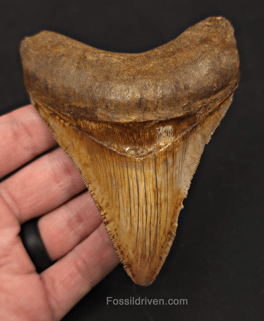 High-Quality, 4.22" Fossil Megalodon Tooth - Java, Indonesia - Fossil Driven