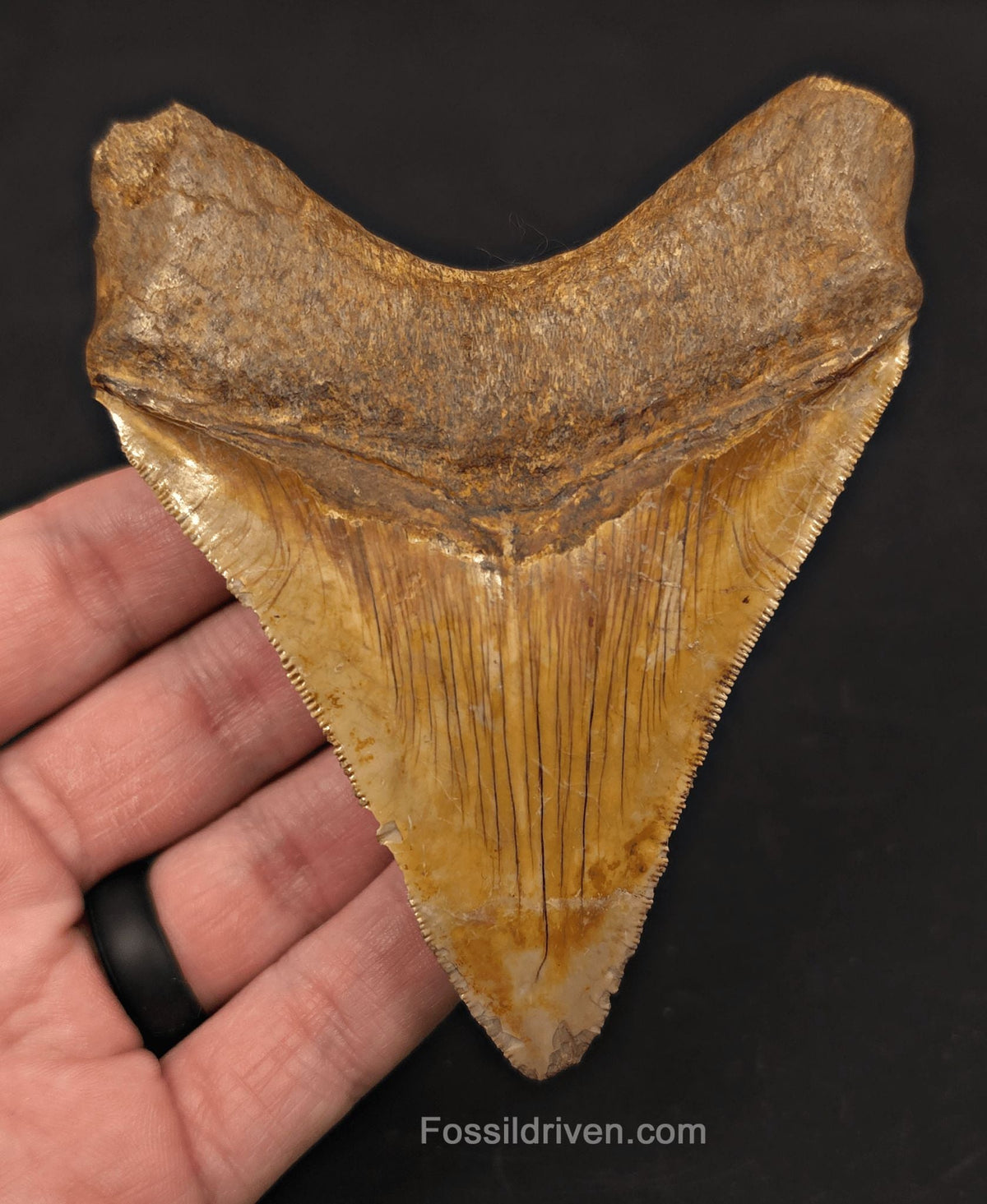 High-Quality, 4.22" Fossil Megalodon Tooth - Java, Indonesia - Fossil Driven