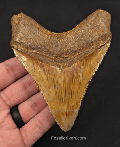 High-Quality, 4.22" Fossil Megalodon Tooth - Java, Indonesia - Fossil Driven