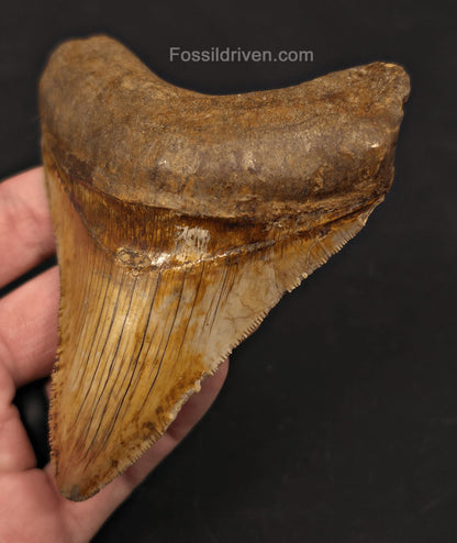 High-Quality, 4.22" Fossil Megalodon Tooth - Java, Indonesia - Fossil Driven