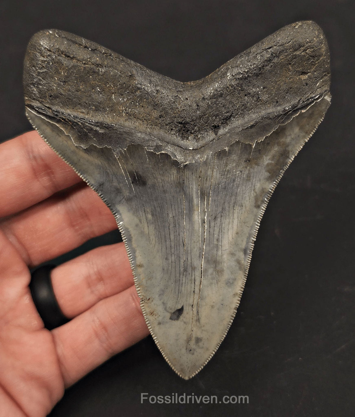 High-Quality, 4.27" Fossil Megalodon Tooth - Charleston, South Carolina - Fossil Driven