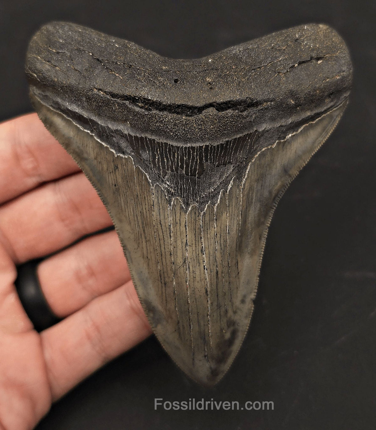 High-Quality, 4.27" Fossil Megalodon Tooth - Charleston, South Carolina - Fossil Driven