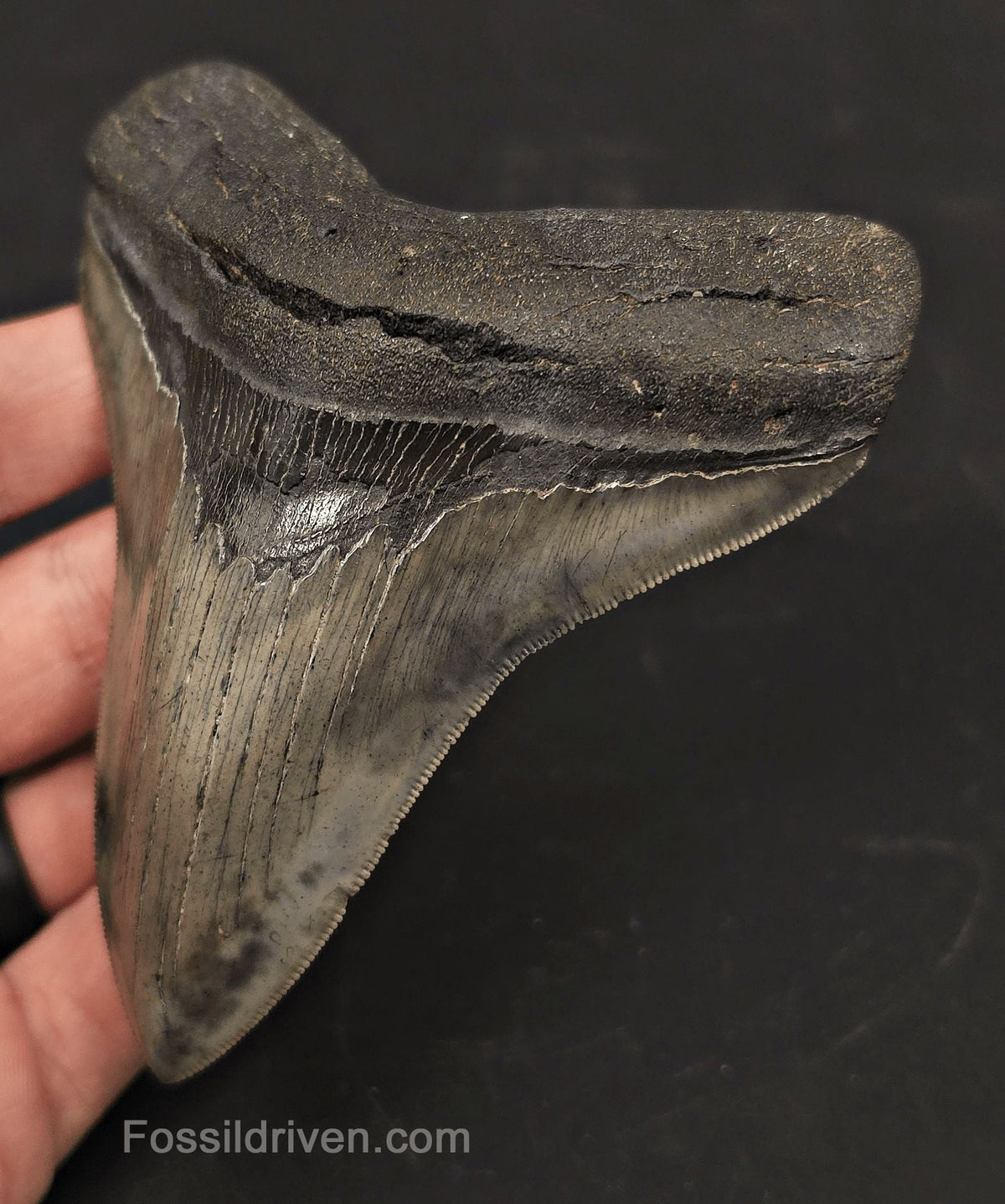 High-Quality, 4.27" Fossil Megalodon Tooth - Charleston, South Carolina - Fossil Driven