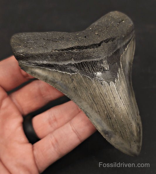 High-Quality, 4.27" Fossil Megalodon Tooth - Charleston, South Carolina - Fossil Driven