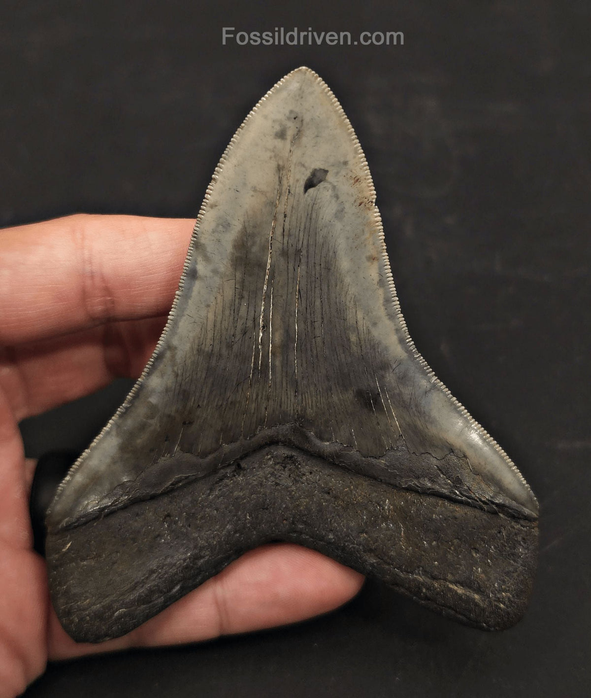 High-Quality, 4.27" Fossil Megalodon Tooth - Charleston, South Carolina - Fossil Driven