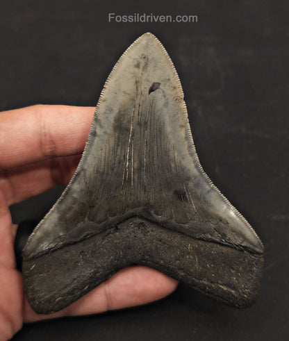 High-Quality, 4.27" Fossil Megalodon Tooth - Charleston, South Carolina - Fossil Driven