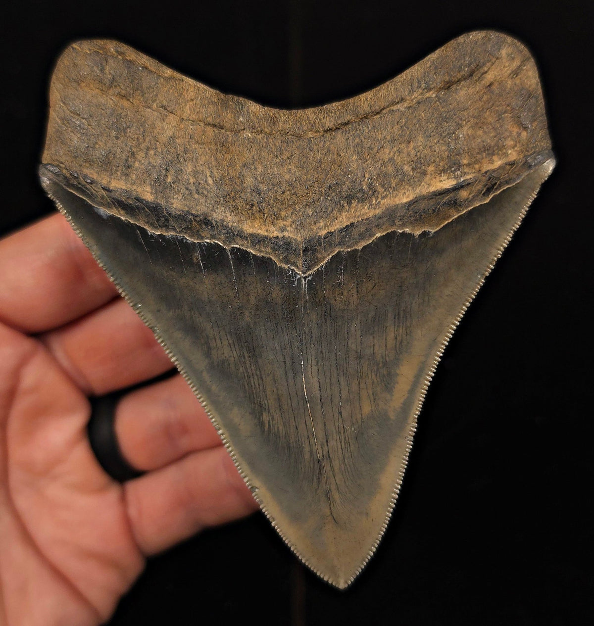 High-Quality, 4.30" Fossil Megalodon Tooth - Georgia - Fossil Driven