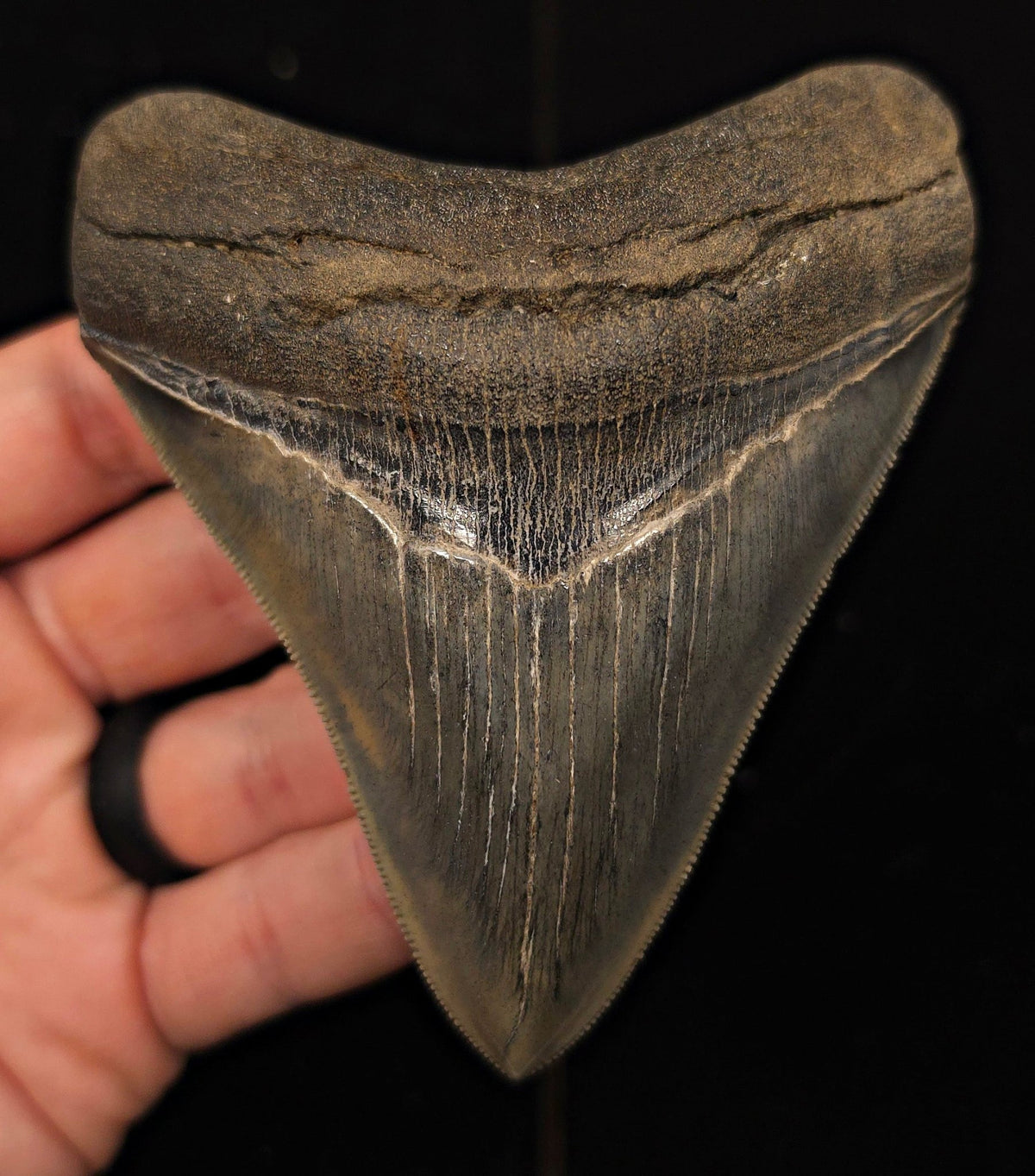 High-Quality, 4.30" Fossil Megalodon Tooth - Georgia - Fossil Driven