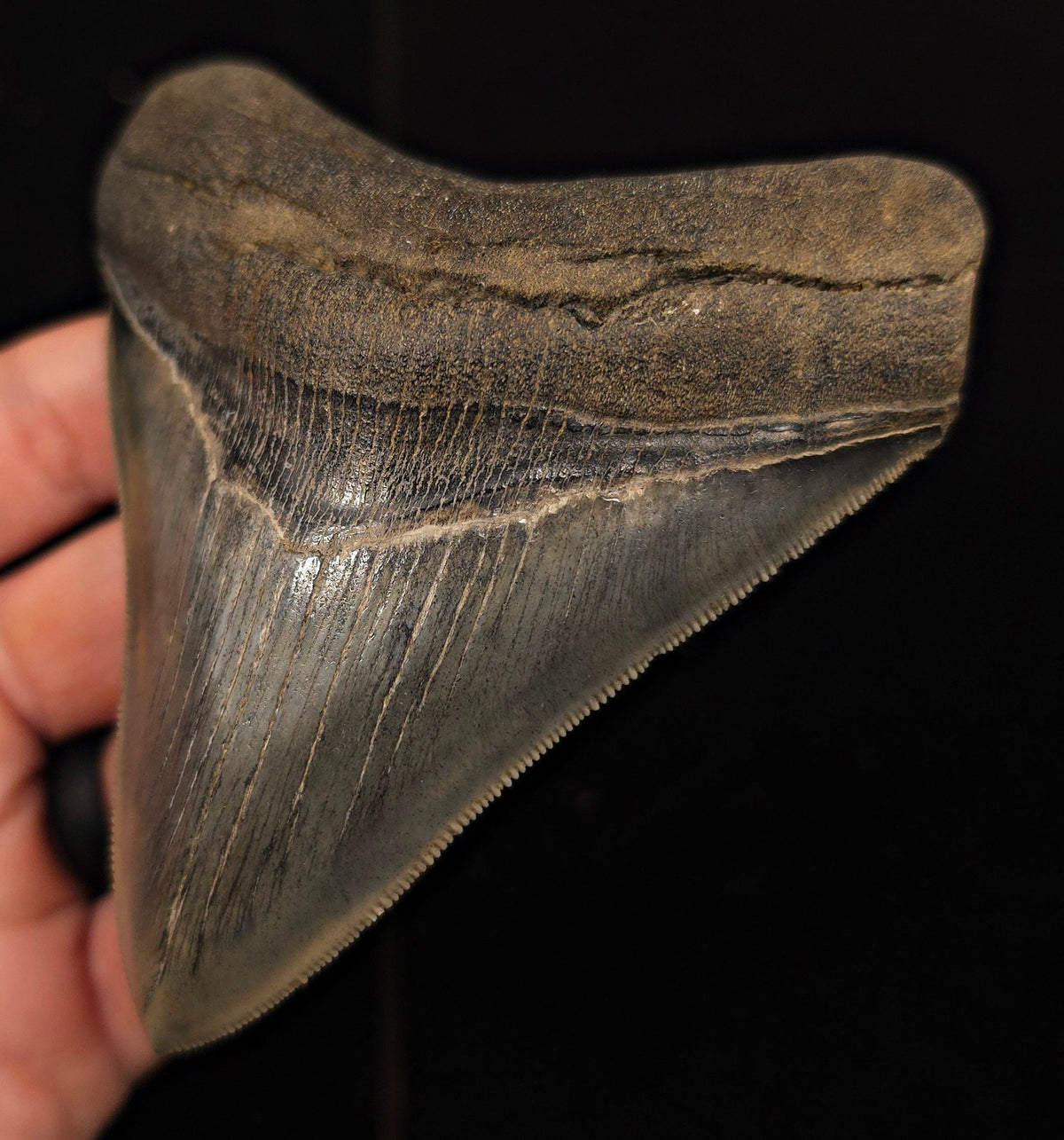 High-Quality, 4.30" Fossil Megalodon Tooth - Georgia - Fossil Driven