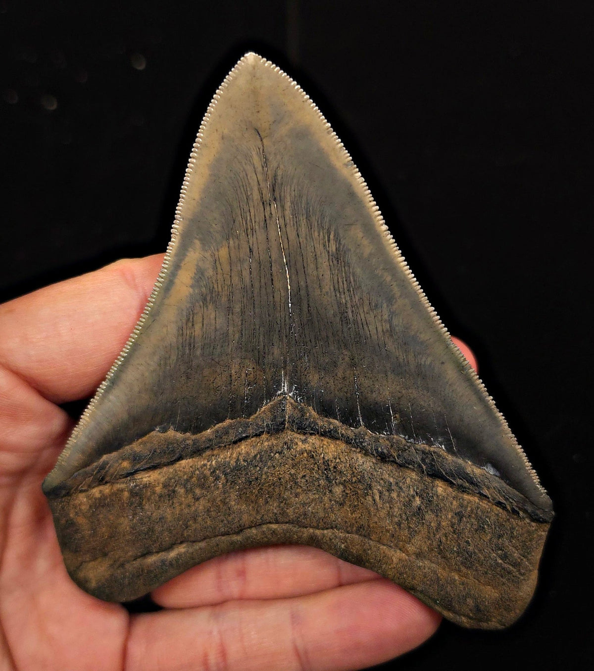 High-Quality, 4.30" Fossil Megalodon Tooth - Georgia - Fossil Driven
