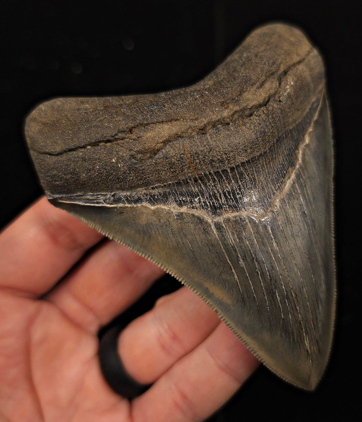 High-Quality, 4.30" Fossil Megalodon Tooth - Georgia - Fossil Driven