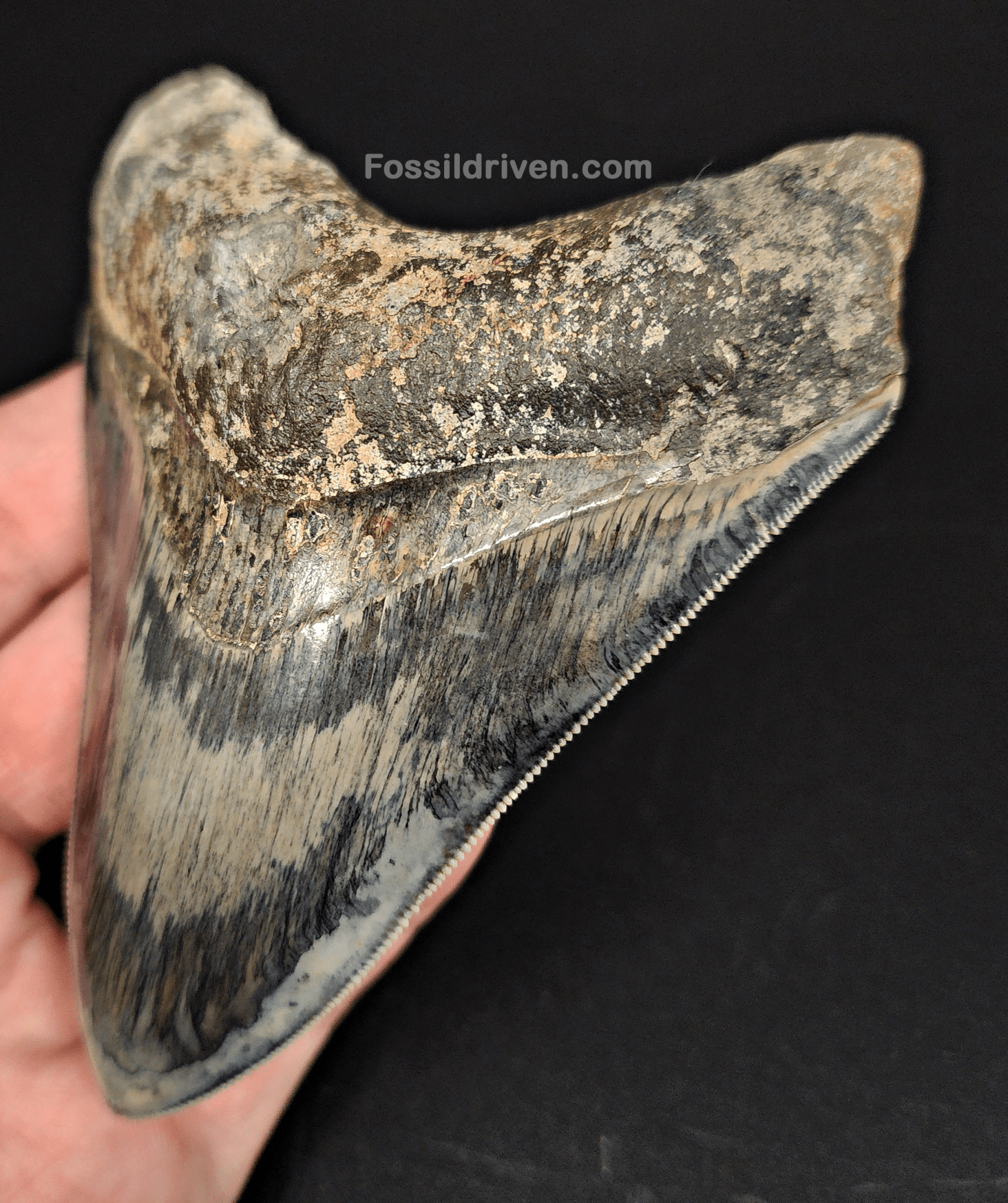 High Quality, 4.33" Fossil Megalodon Tooth - Indonesia - Fossil Driven