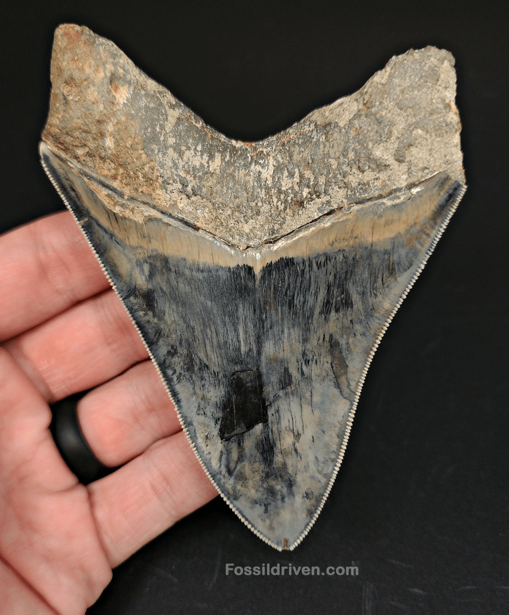 High Quality, 4.33" Fossil Megalodon Tooth - Indonesia - Fossil Driven