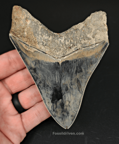 High Quality, 4.33" Fossil Megalodon Tooth - Indonesia - Fossil Driven