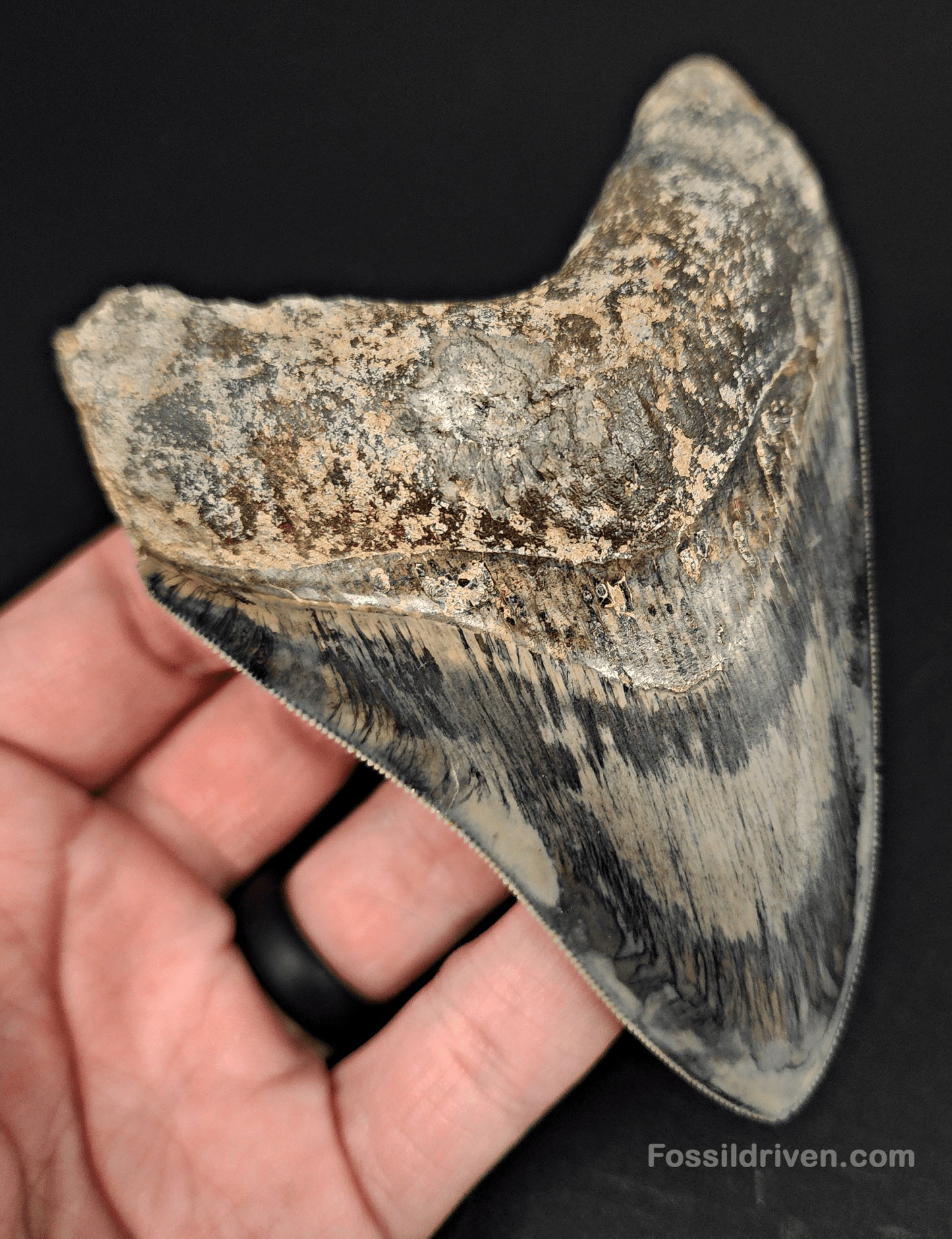 High Quality, 4.33" Fossil Megalodon Tooth - Indonesia - Fossil Driven