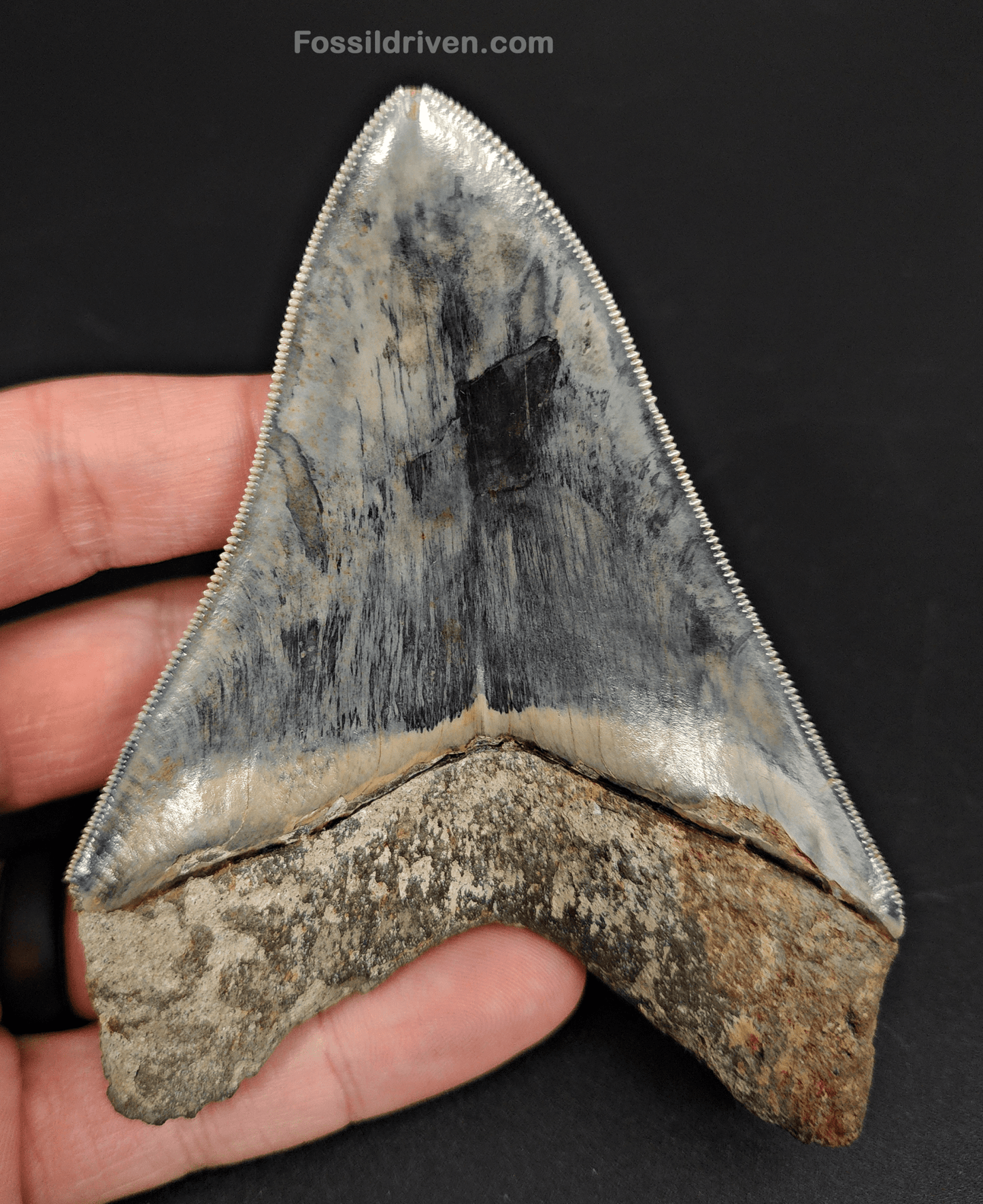 High Quality, 4.33" Fossil Megalodon Tooth - Indonesia - Fossil Driven