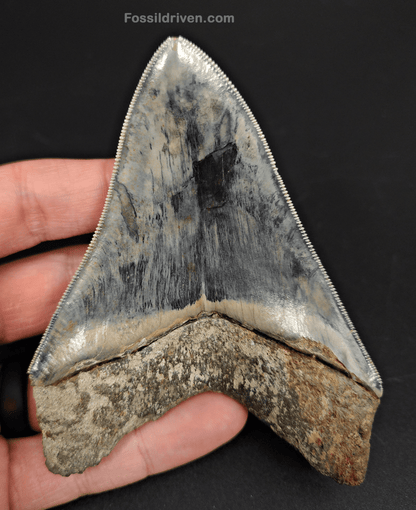 High Quality, 4.33" Fossil Megalodon Tooth - Indonesia - Fossil Driven